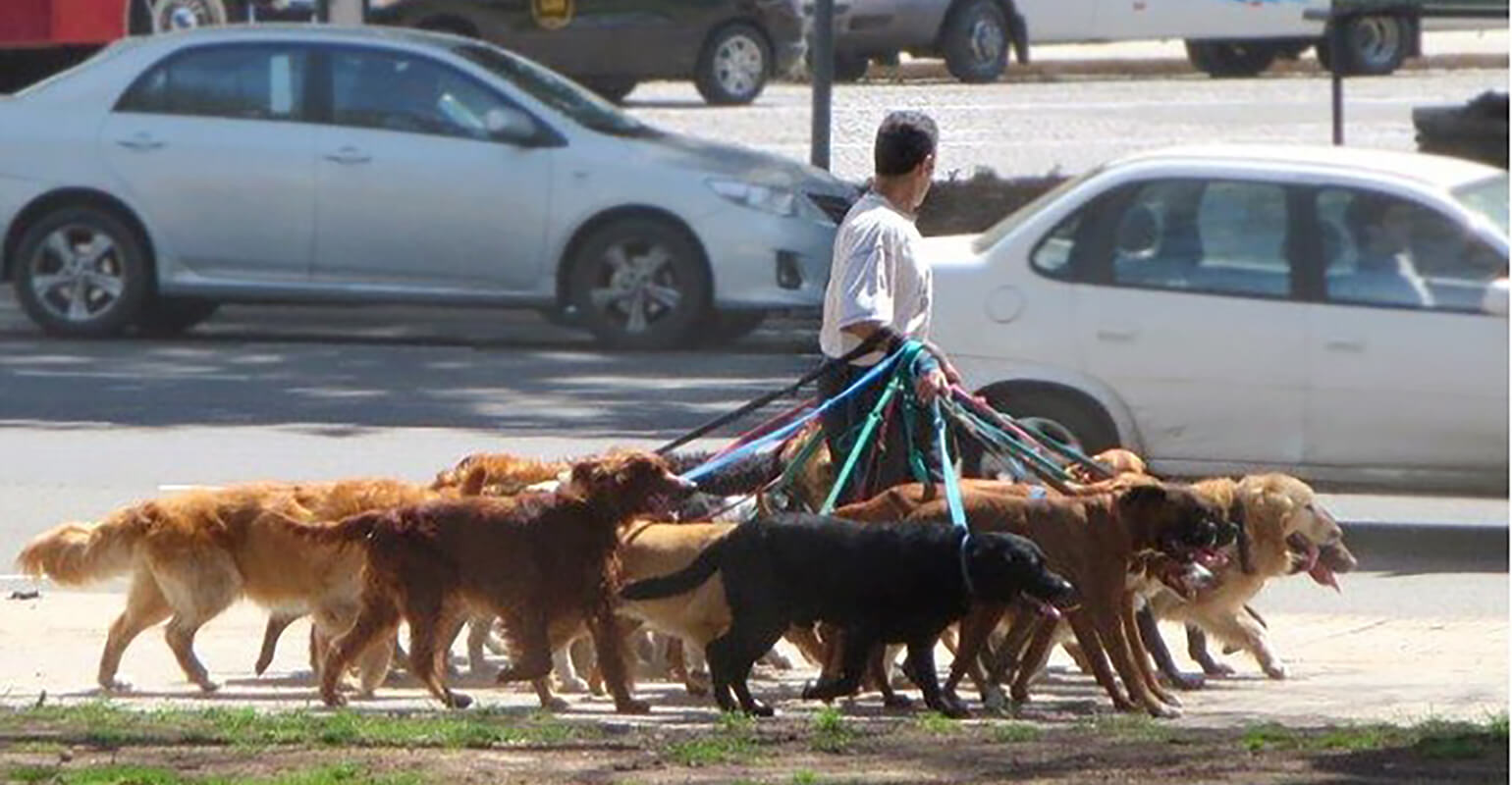 This is an image of a person with short black hair walking a dozen dogs on leashes on a car-lined street.